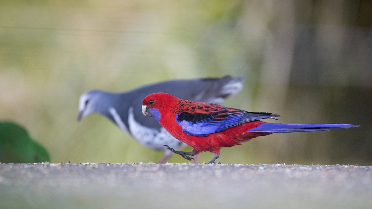 Crimson Rosella (Crimson) - ML79266081