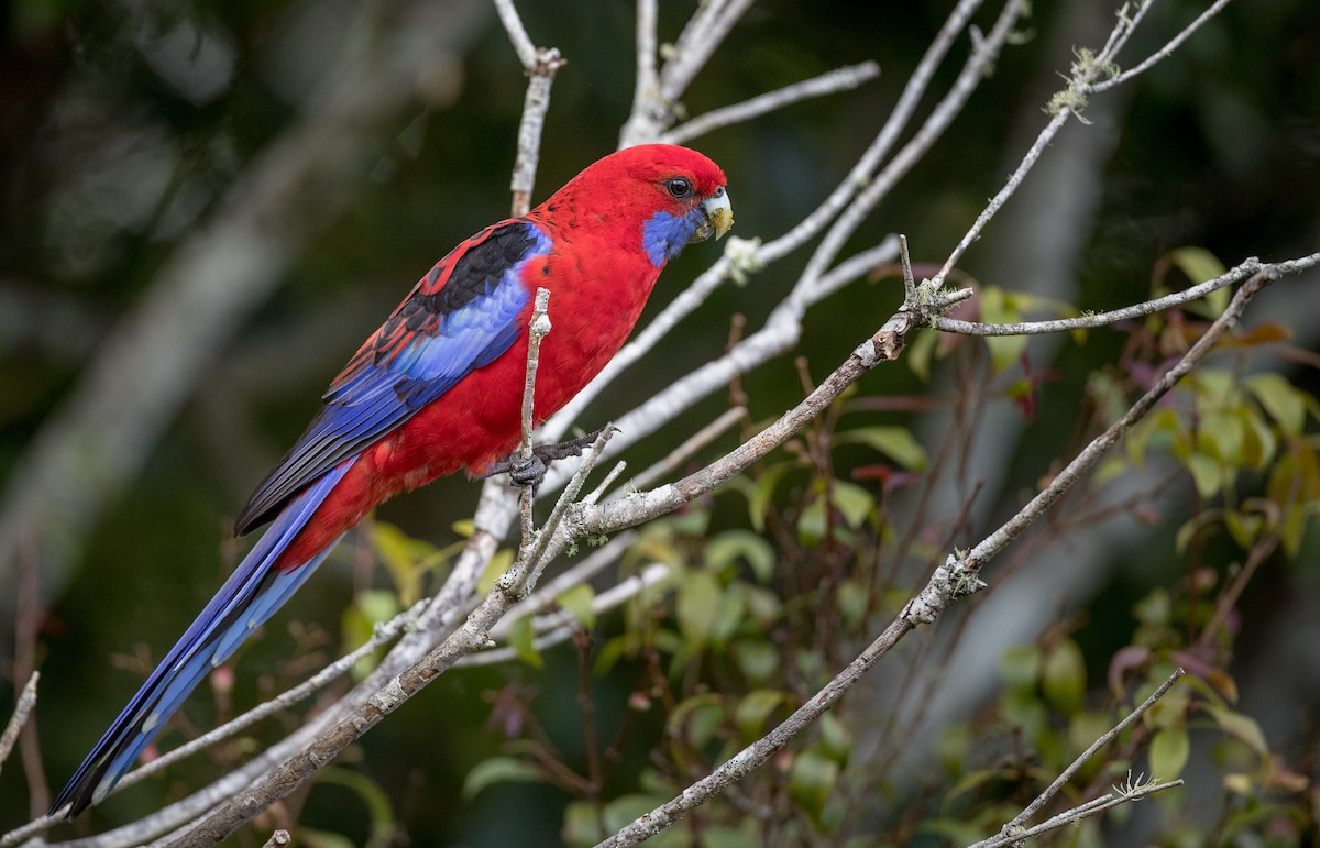 Perruche de Pennant (groupe elegans) - ML79266091