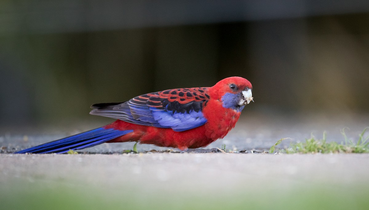 Crimson Rosella (Crimson) - ML79266131