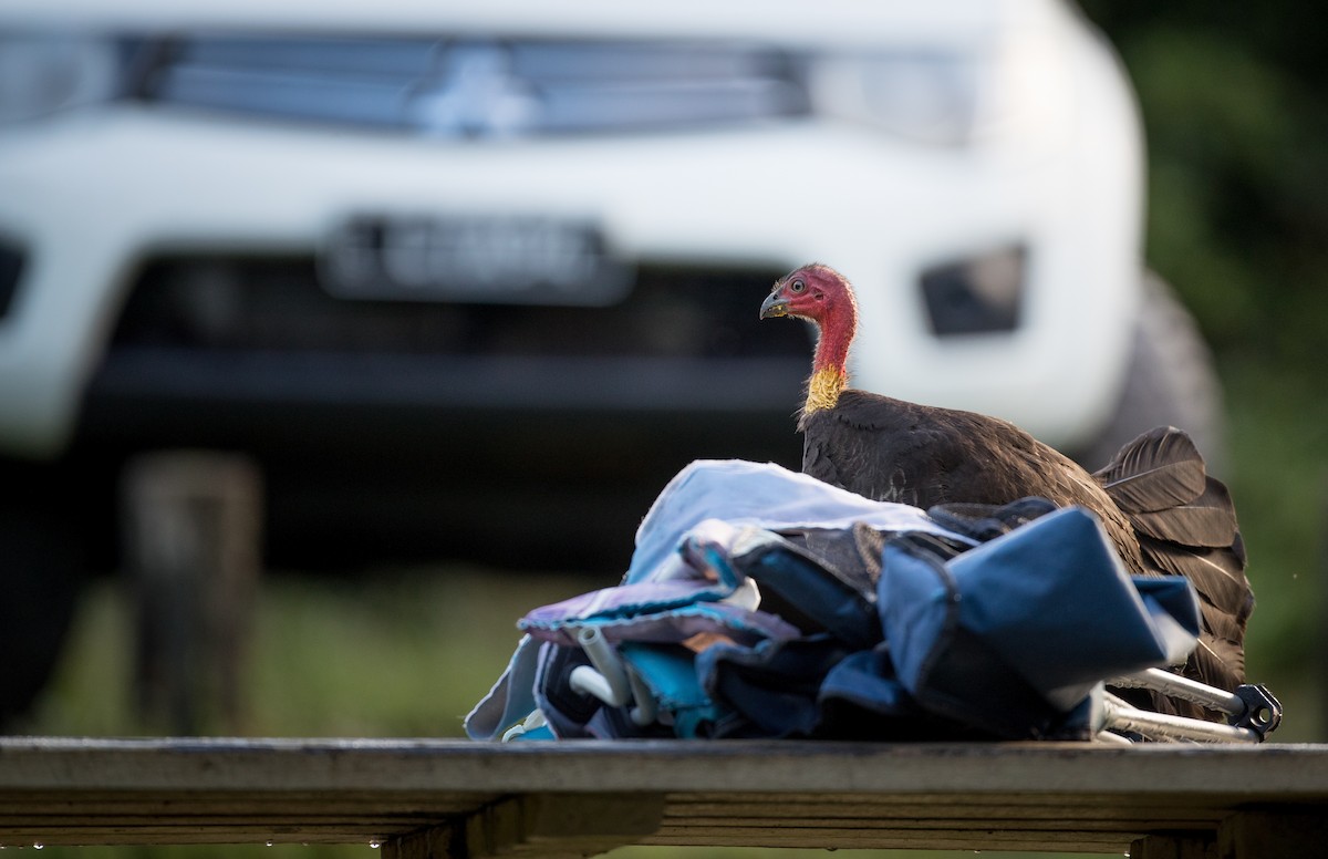 Australian Brushturkey - ML79266181