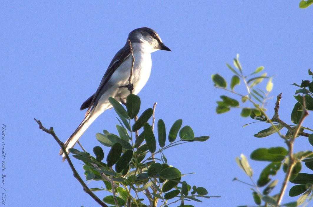 Ashy Minivet - ML79266561