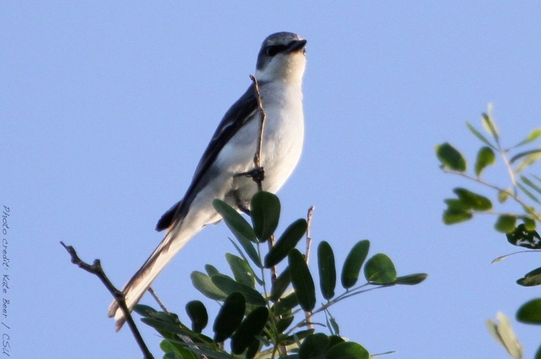 Ashy Minivet - ML79266601
