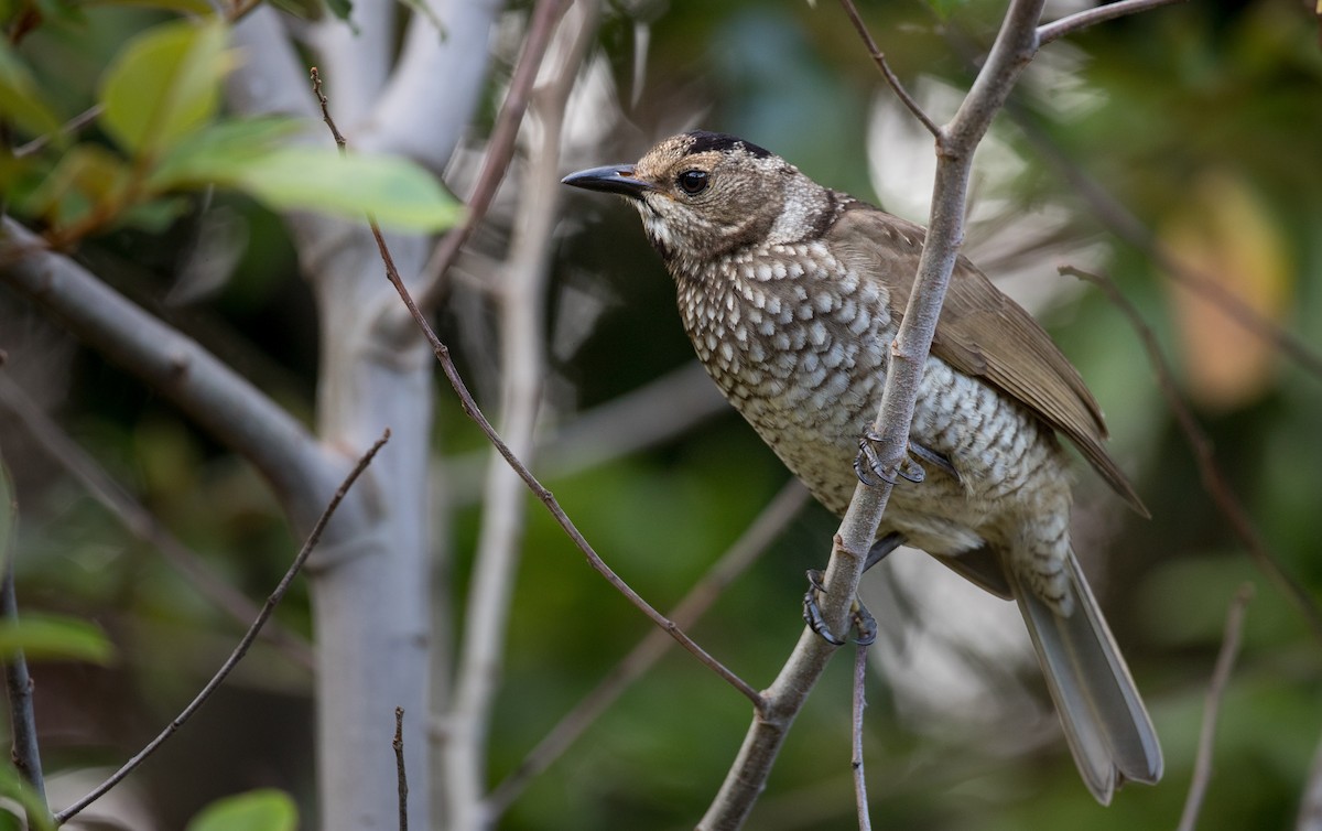 Regent Bowerbird - Ian Davies