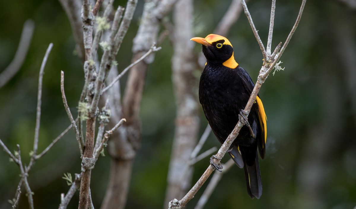 Regent Bowerbird - Ian Davies