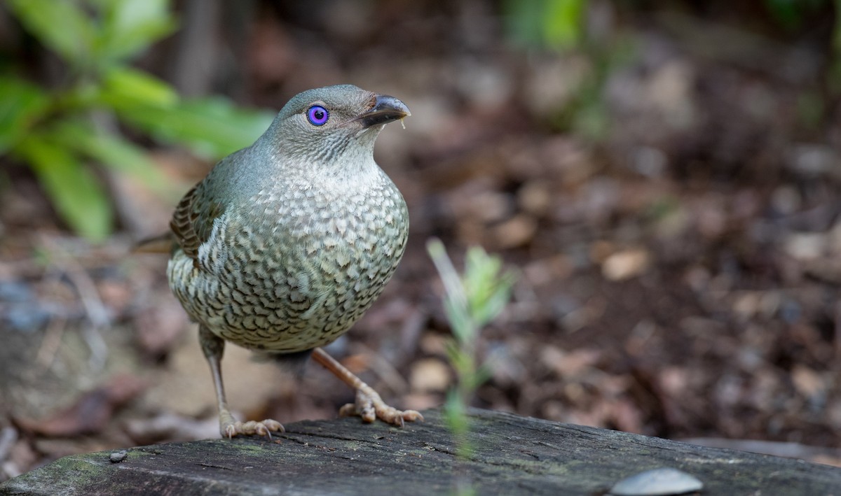 Satin Bowerbird - Ian Davies