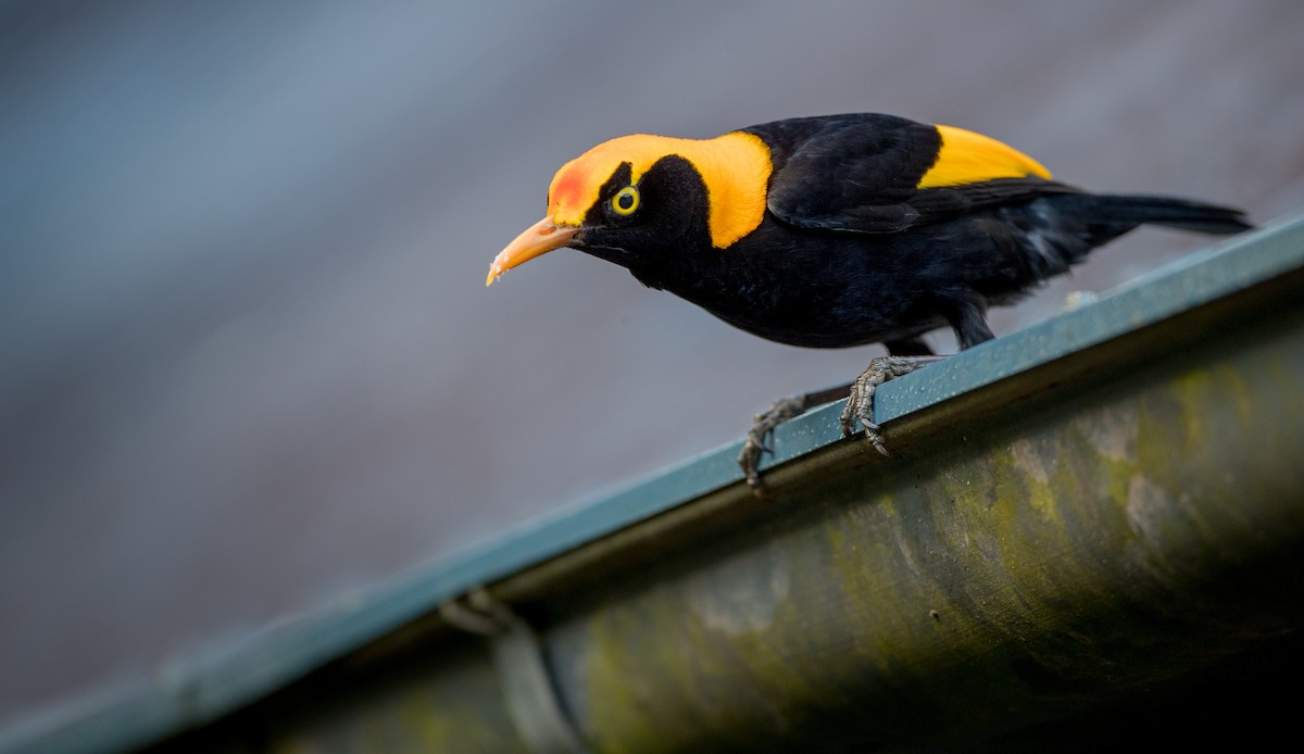 Regent Bowerbird - ML79267541