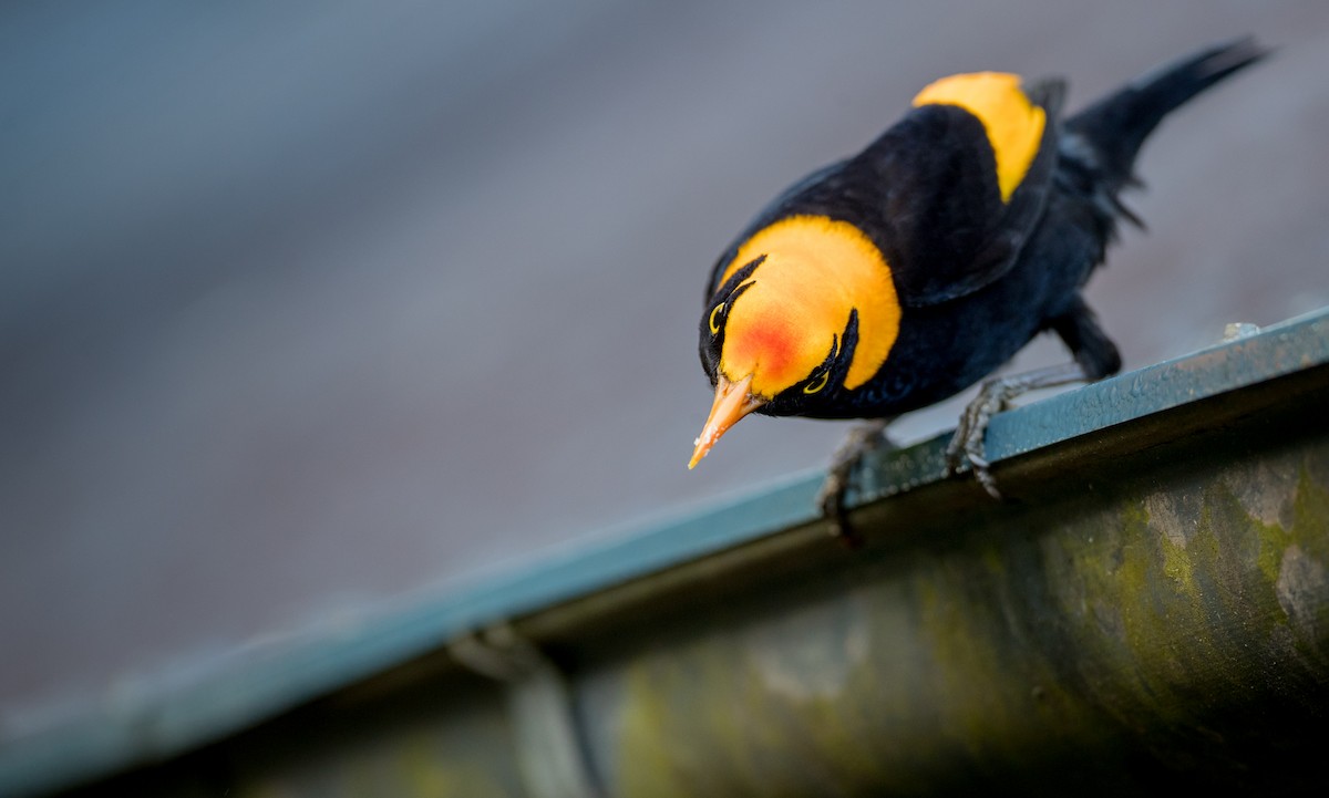 Regent Bowerbird - ML79267571