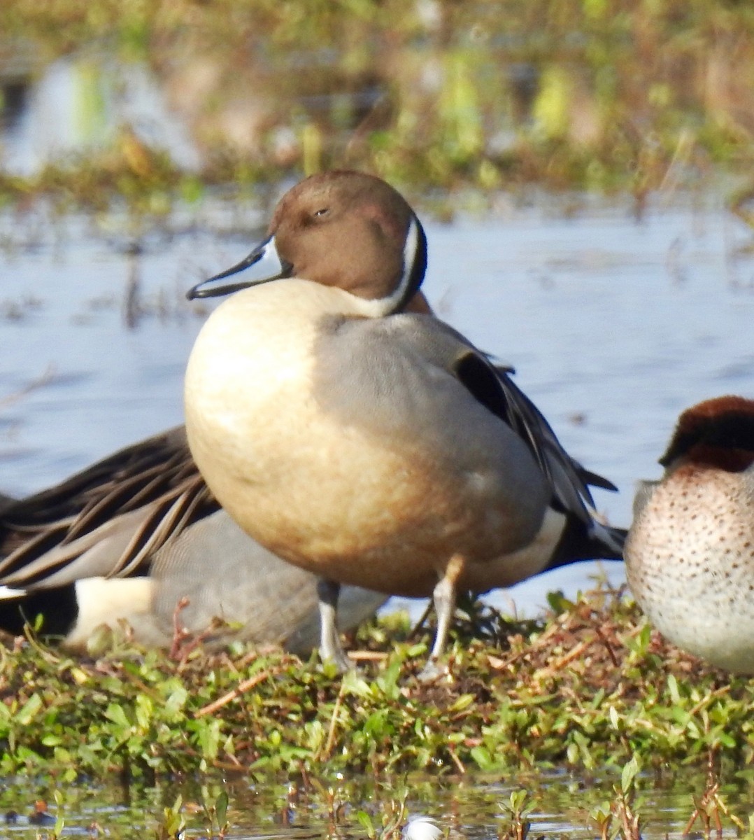 Northern Pintail - Van Remsen