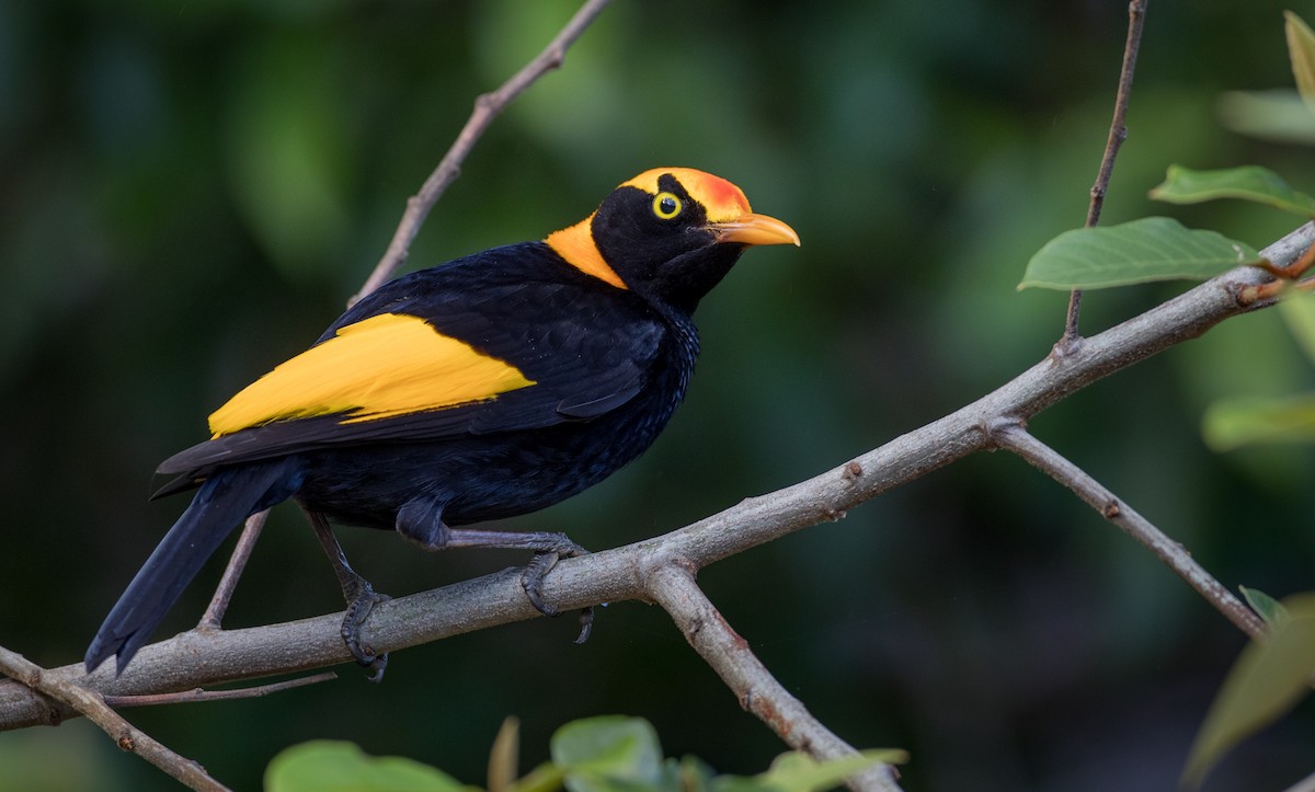 Regent Bowerbird - Ian Davies