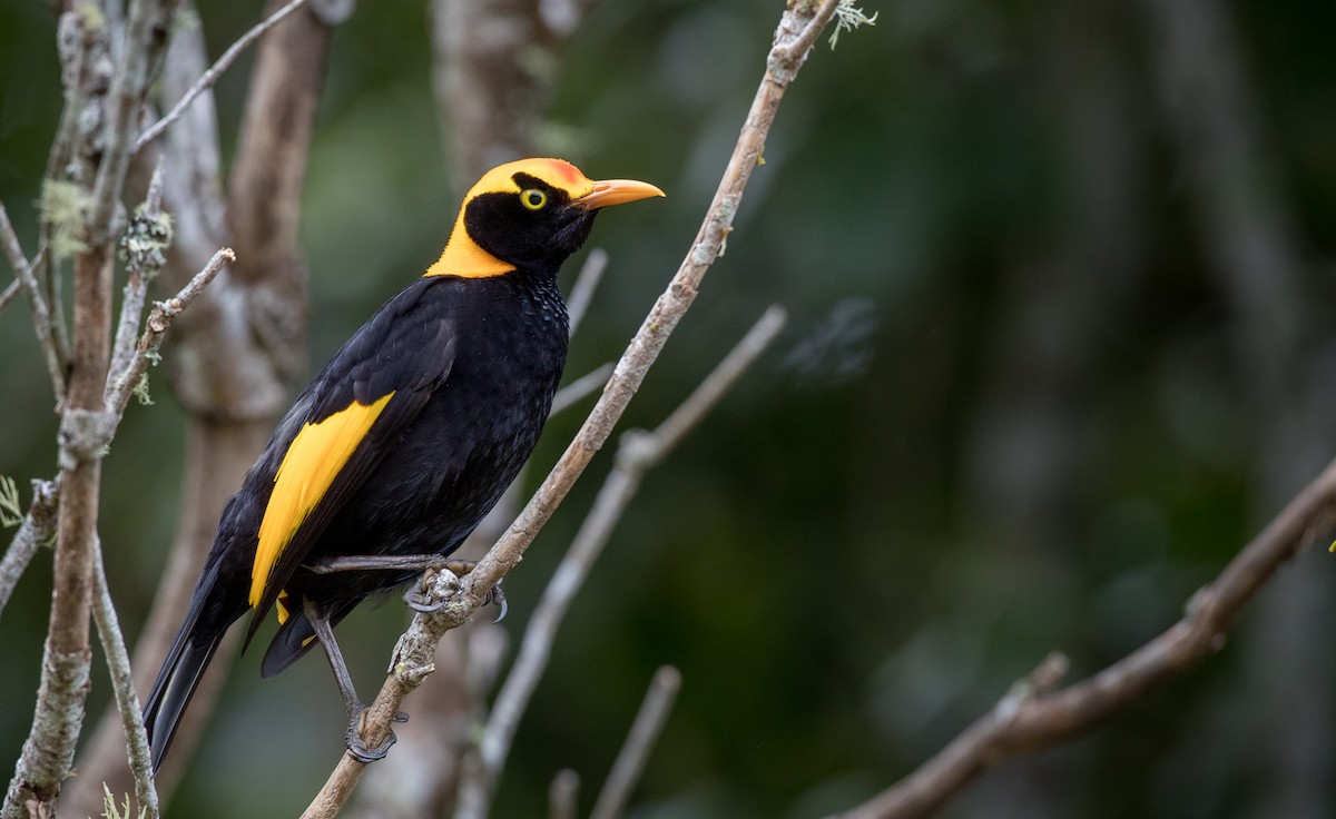 Regent Bowerbird - Ian Davies