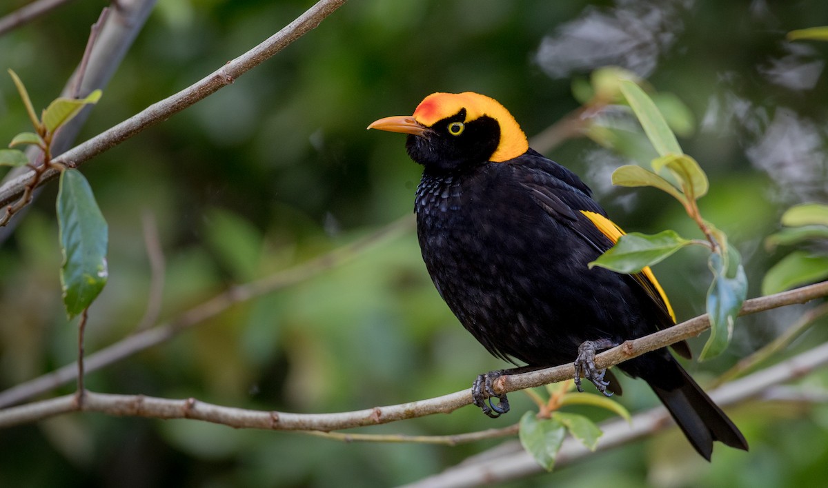 Regent Bowerbird - Ian Davies