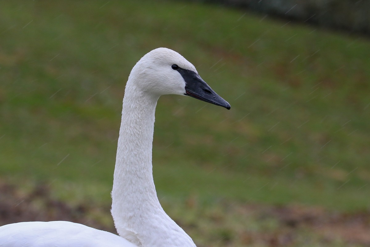 Trumpeter Swan - ML79269971