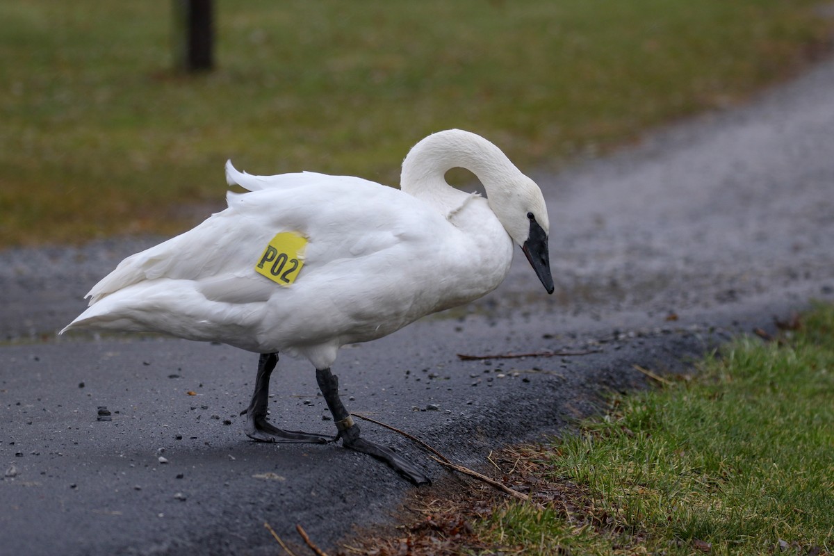 Cygne trompette - ML79270141