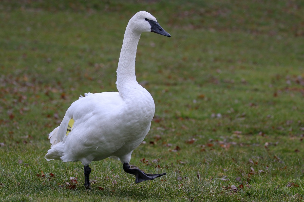 Trumpeter Swan - ML79270161