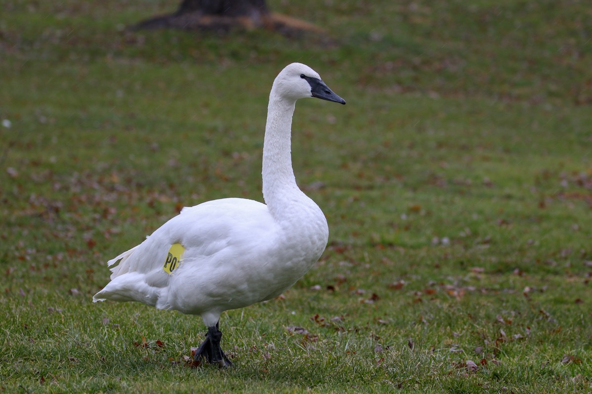 Trumpeter Swan - ML79270211