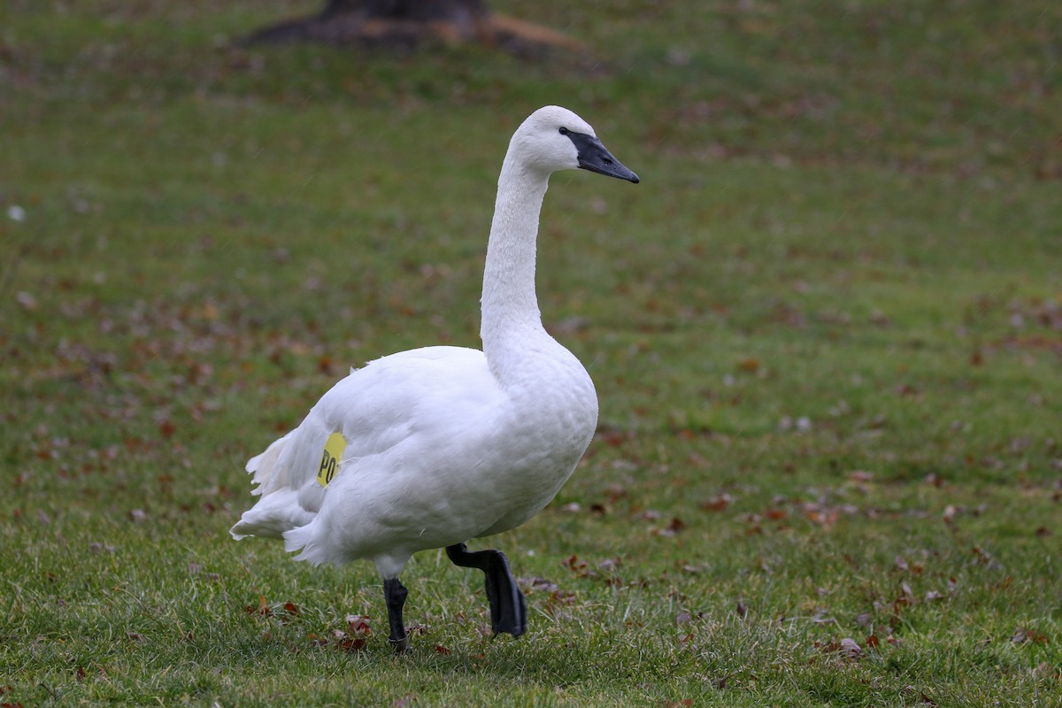 Trumpeter Swan - ML79270221