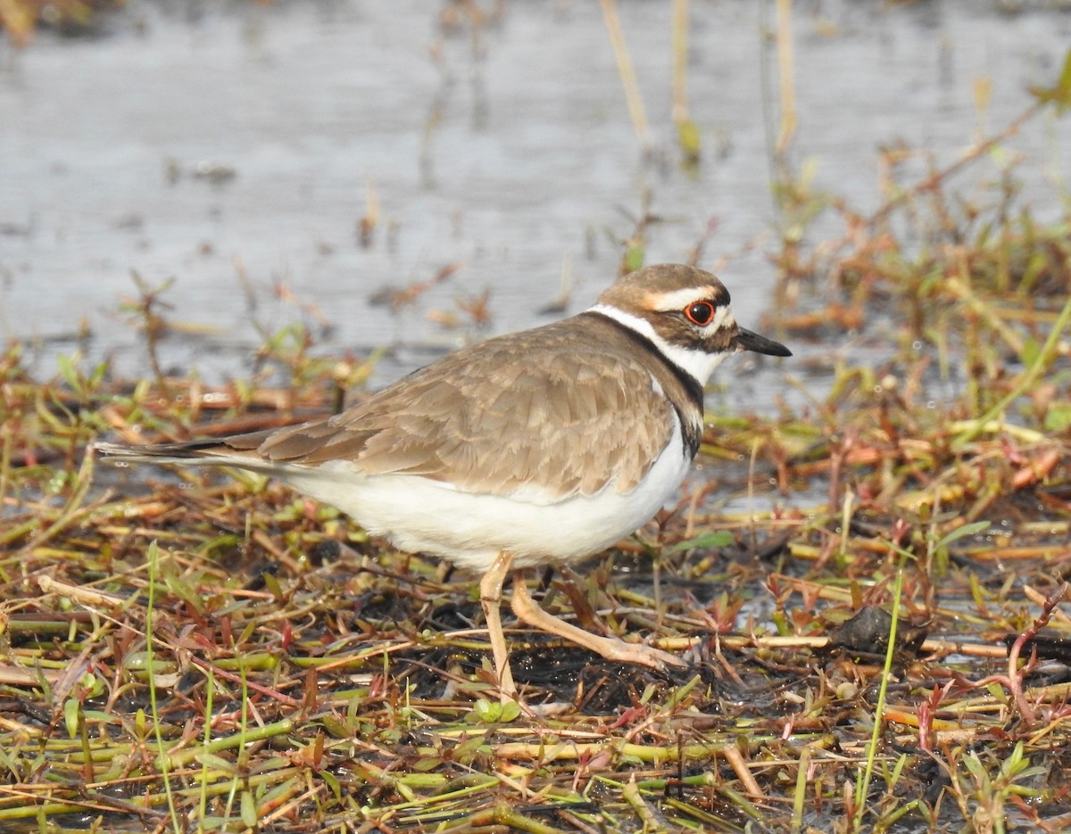 Killdeer - ML79270241