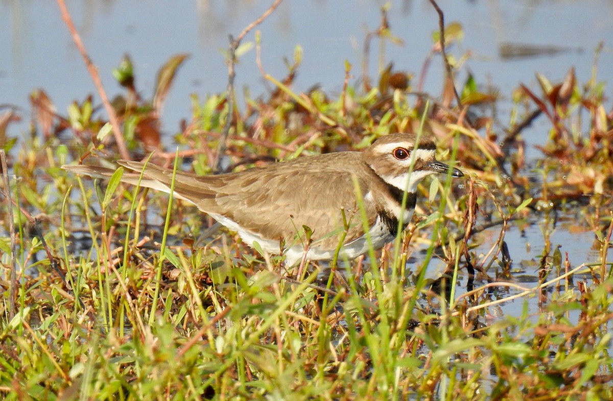 Killdeer - ML79270251