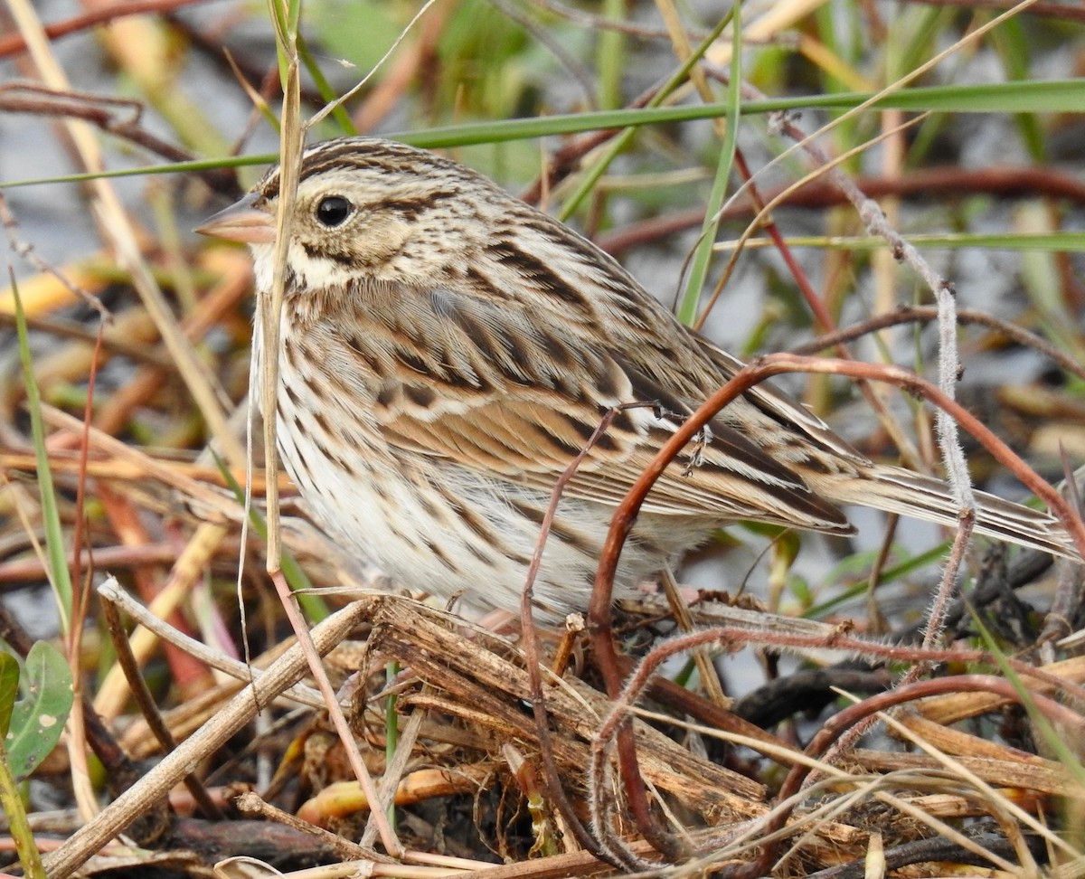 Savannah Sparrow - ML79270451