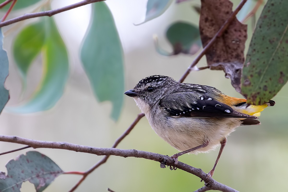 Spotted Pardalote - ML79270491