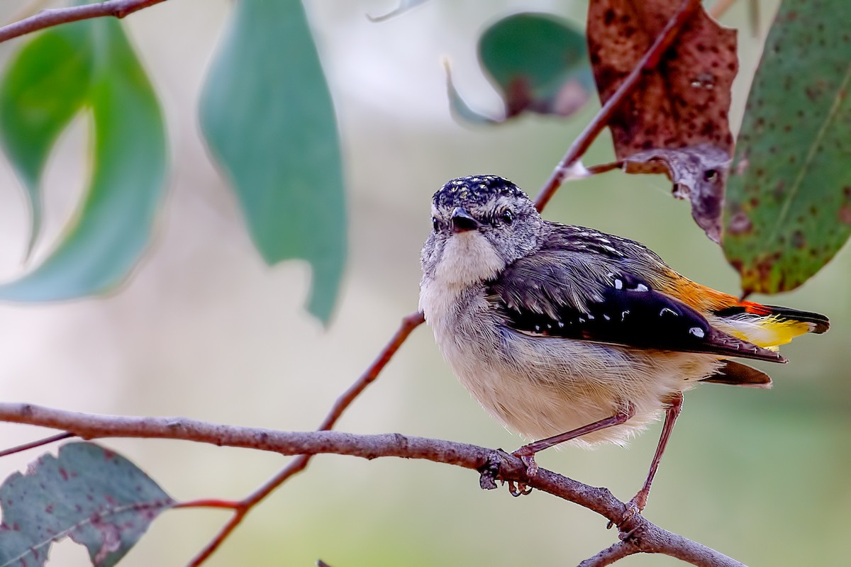 Pardalote Moteado - ML79270501