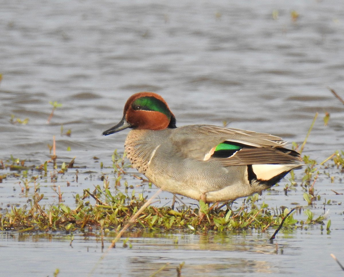 Green-winged Teal - ML79270561