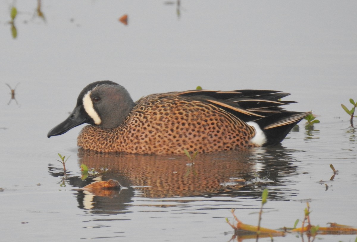 Blue-winged Teal - ML79270751