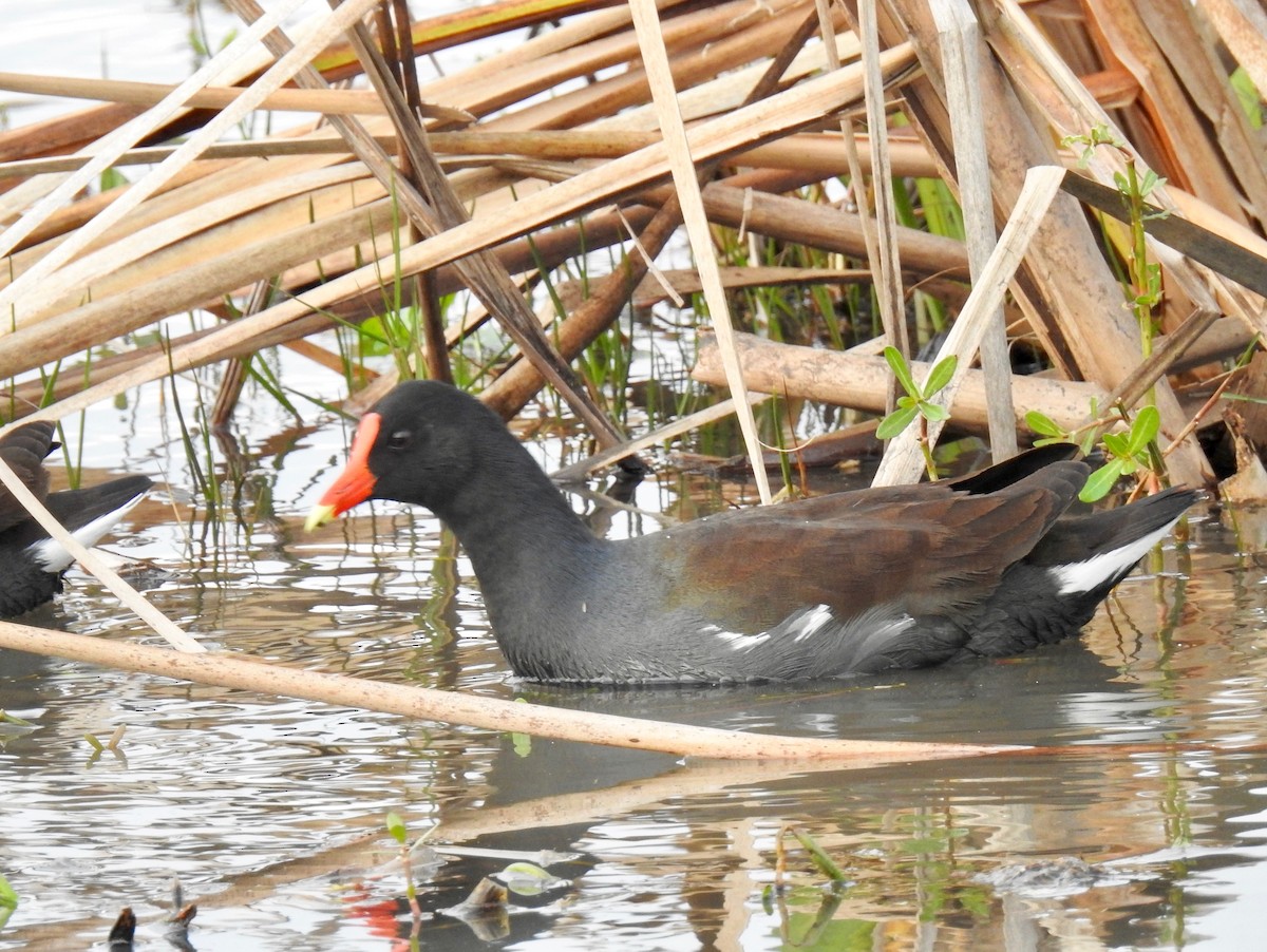 Common Gallinule - ML79270861