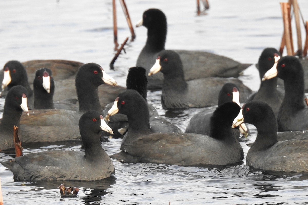 American Coot - ML79271001