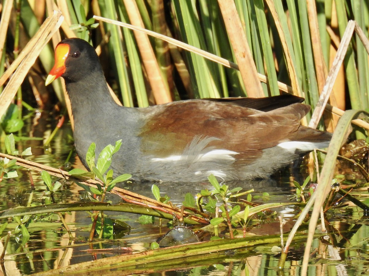 Gallinule d'Amérique - ML79271171