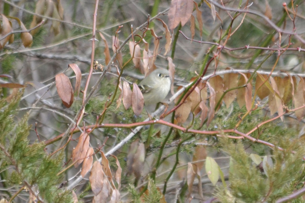 Ruby-crowned Kinglet - ML79271241