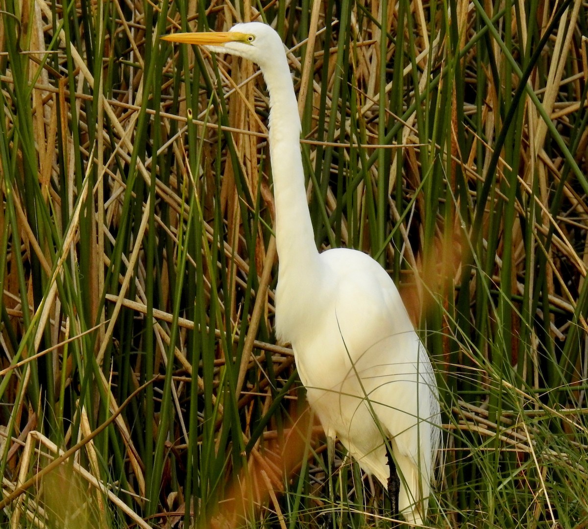 Great Egret - ML79271901