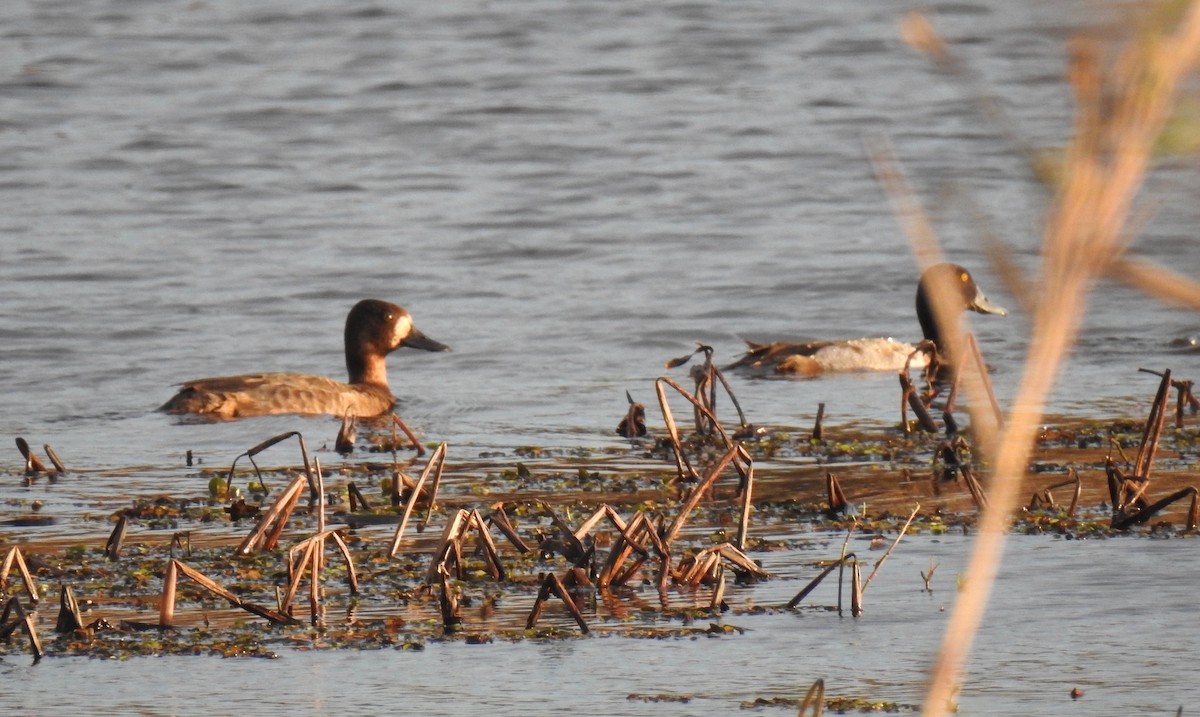 Lesser Scaup - ML79272231