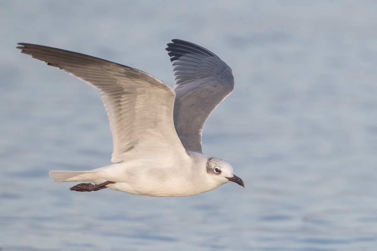 Laughing Gull - ML79272891