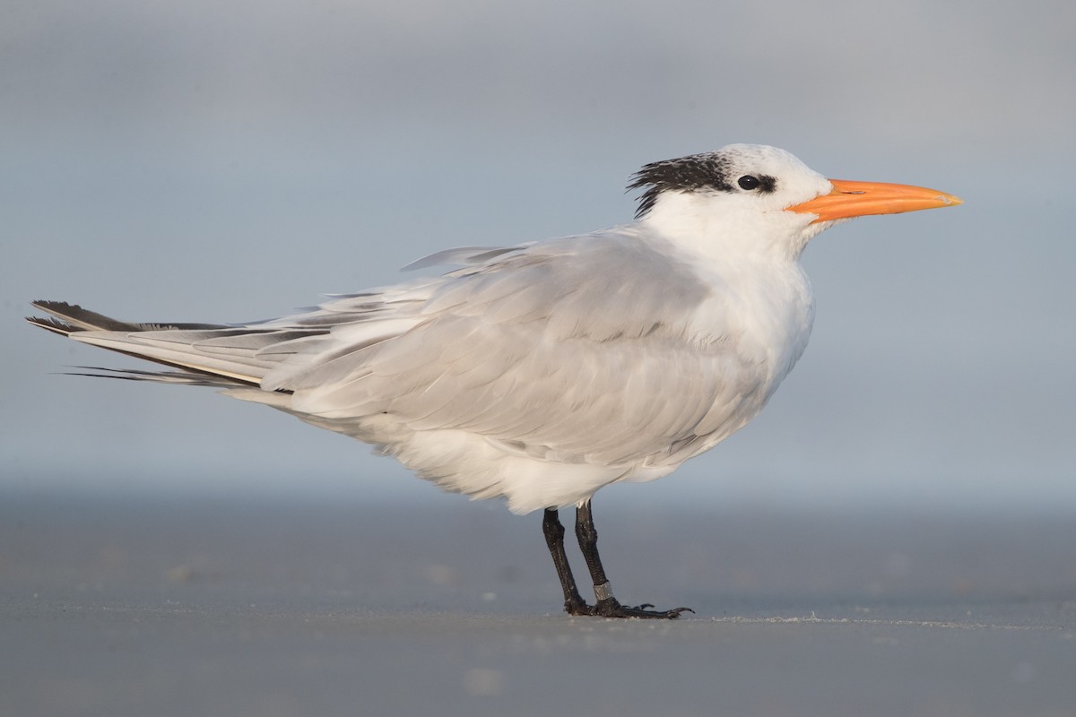 Royal Tern - County Lister Brendan