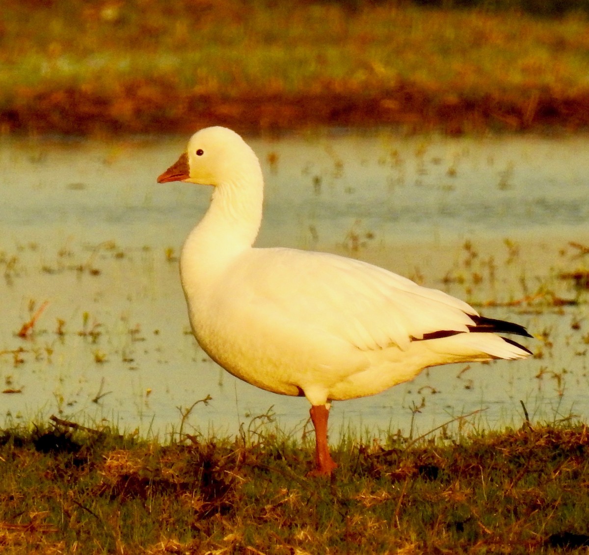 Ross's Goose - ML79274261