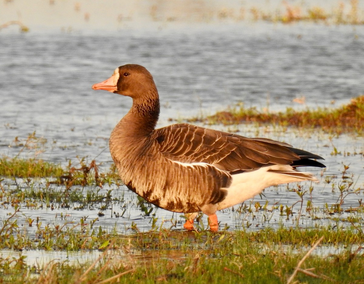 Greater White-fronted Goose - ML79274351
