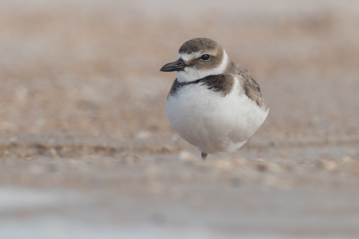 Wilson's Plover - ML79274381