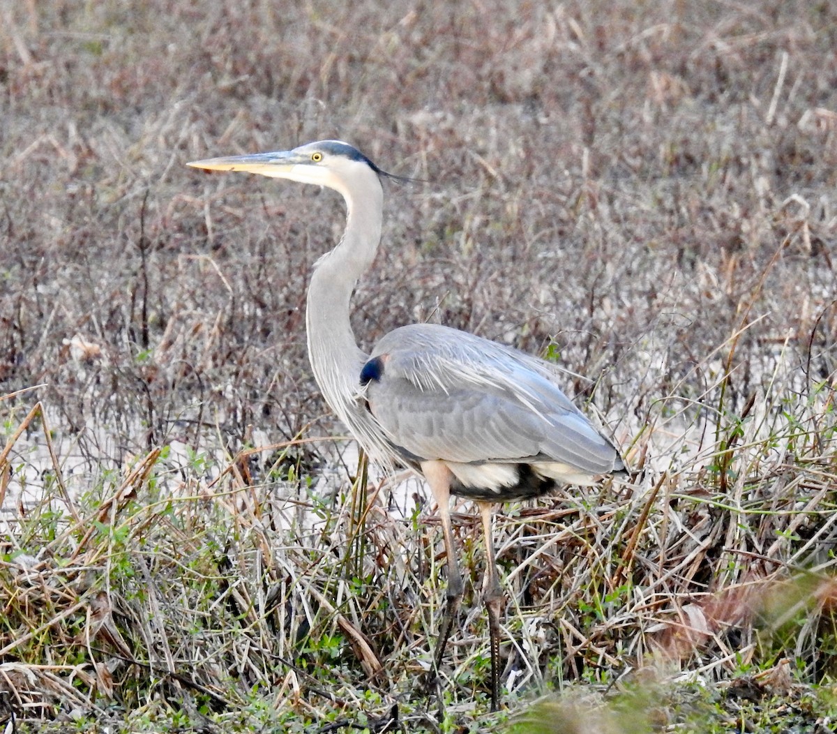 Great Blue Heron - ML79274401