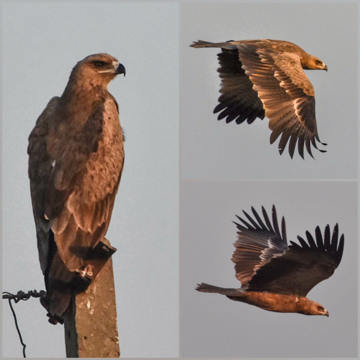 Tawny Eagle - Parvez Shagoo