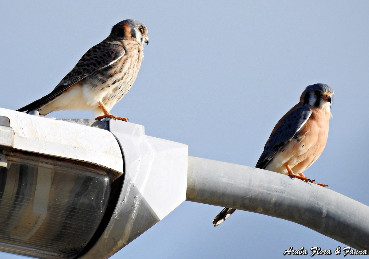 American Kestrel - Ross Wauben