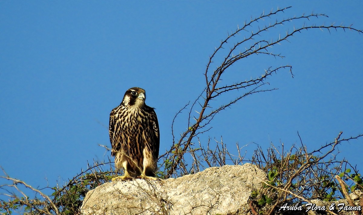 Peregrine Falcon - ML79276541