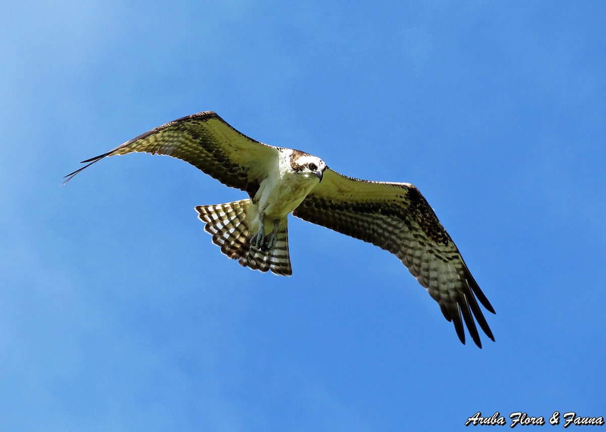 Osprey - Ross Wauben