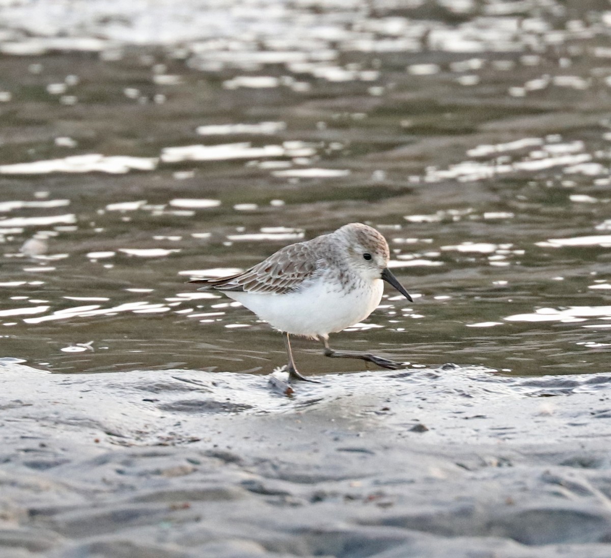 Western Sandpiper - John Bruin