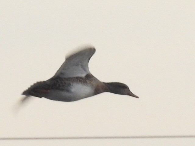 Gadwall - ML79277181