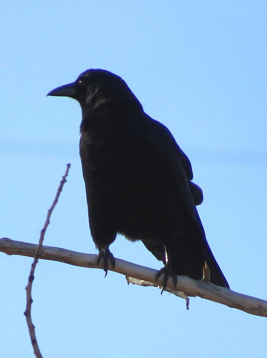 American Crow - ML79277851