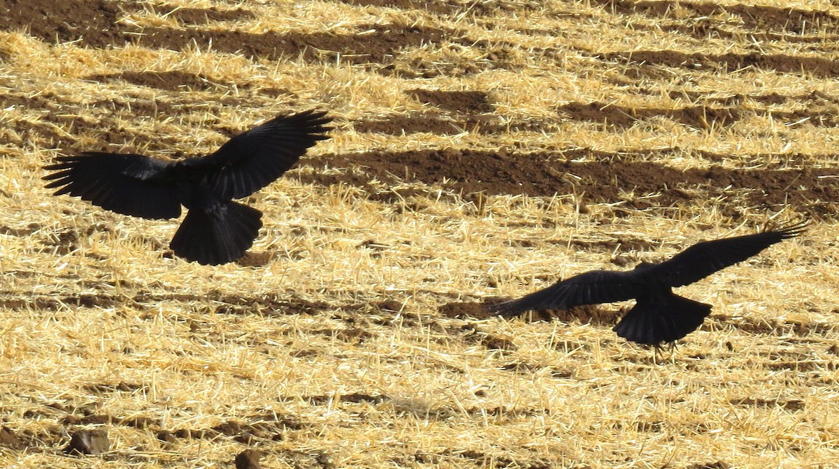 American Crow - ML79277911