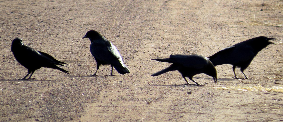 American Crow - ML79277981