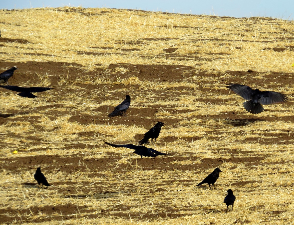 American Crow - ML79277991