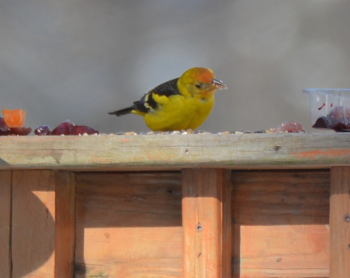 Western Tanager - Richard Garrigus